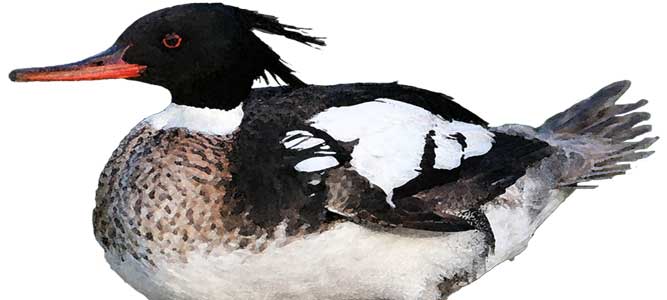 FRIENDS of Great Salt Lake - Great Salt Lake's Future is Our Future. We Need to Strive for Ecosystem Stability.