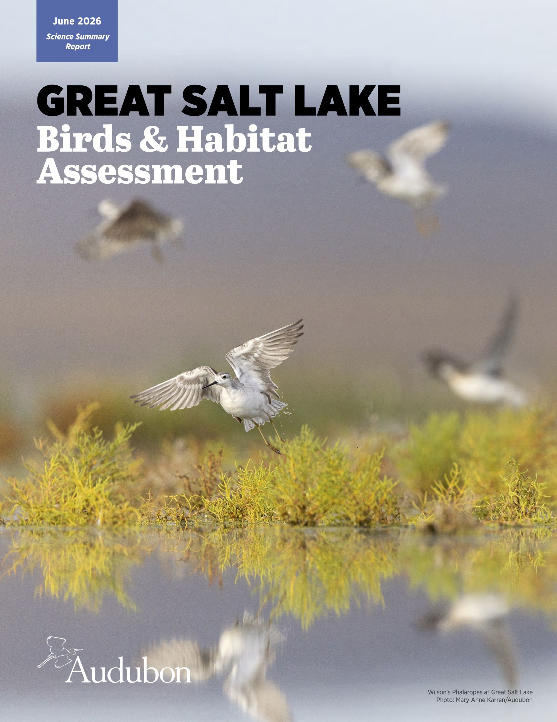 FRIENDS of Great Salt Lake - Audubon: Great Salt Lake Birds & Habitat Assessment