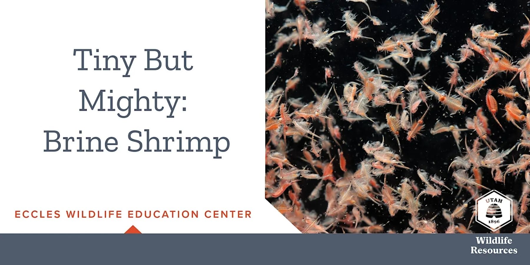 FRIENDS of Great Salt Lake - 7/18: "Tiny But Mighty&mdash;Brine Shrimp" Presentation by GSLEP