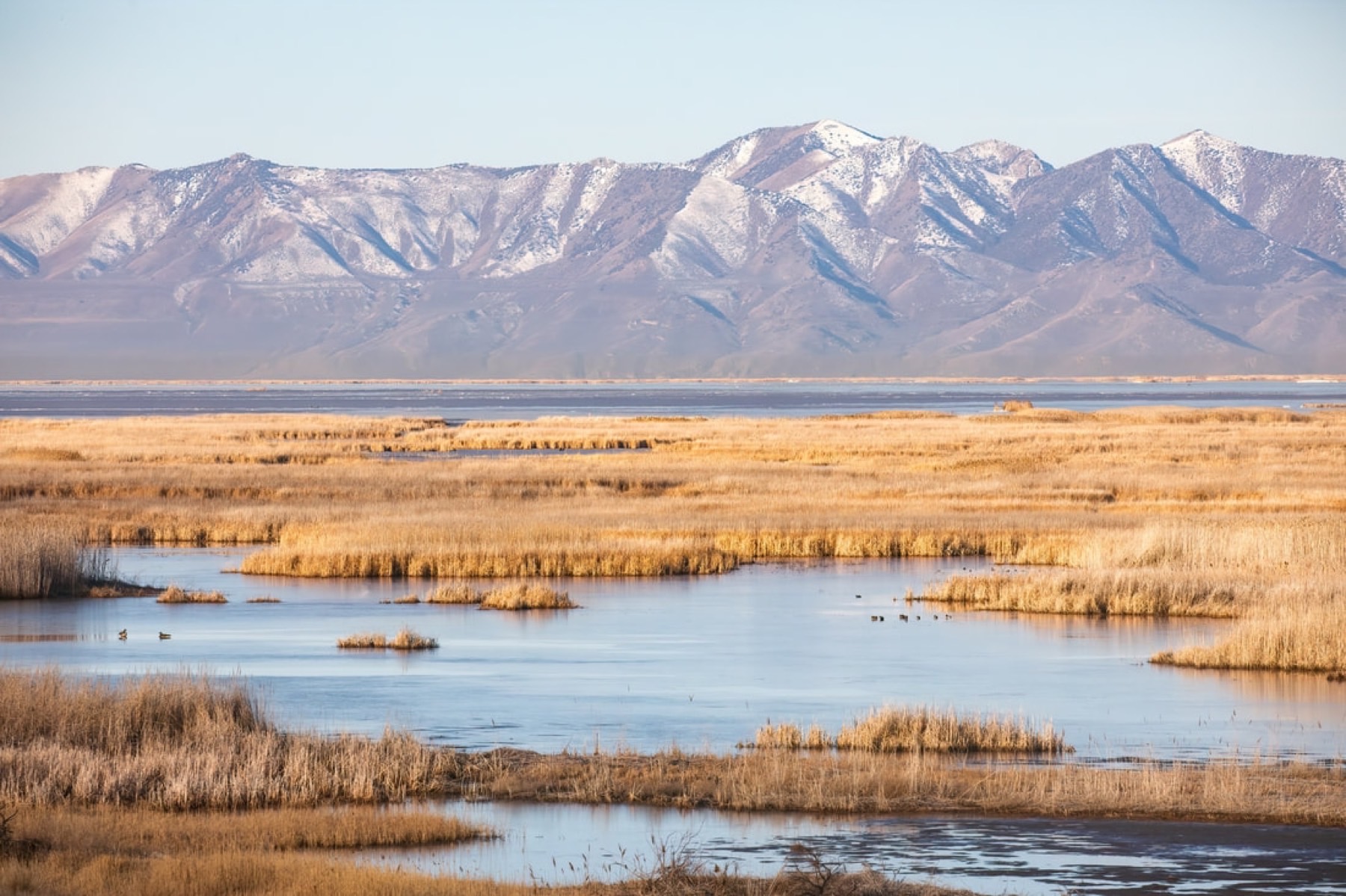 FRIENDS of Great Salt Lake - Restoration of the Willard Spur