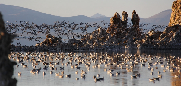Photo by Bartshe Miller. Published by Mono Lake Committee.