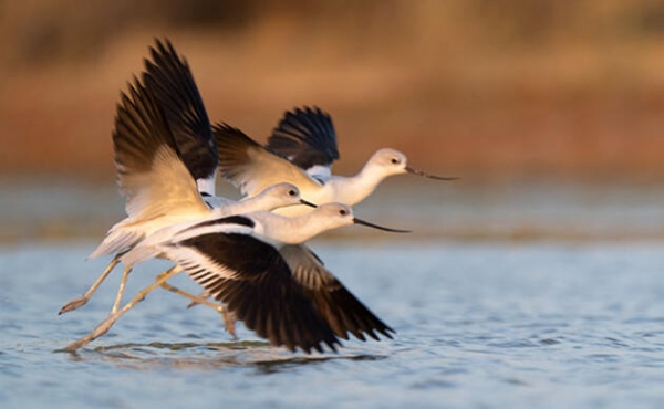 Utah’s Migratory Bird Production Areas Receive a Boost